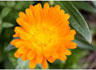 calendula