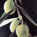 vegetali