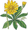 pilosella